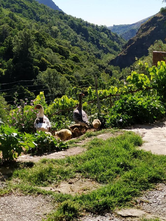 圭哈尔谢拉 Cortijo La Solana旅馆 外观 照片