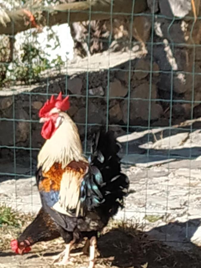 圭哈尔谢拉 Cortijo La Solana旅馆 外观 照片