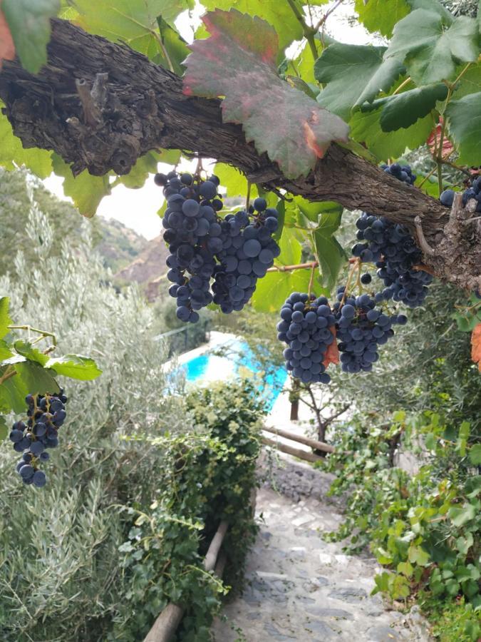 圭哈尔谢拉 Cortijo La Solana旅馆 外观 照片