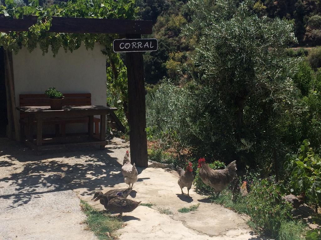 圭哈尔谢拉 Cortijo La Solana旅馆 外观 照片